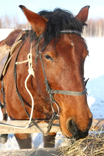 Kůň — Stock fotografie