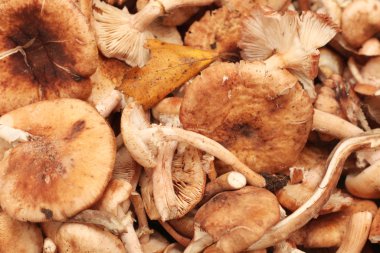 arka plan sonbahar mantar