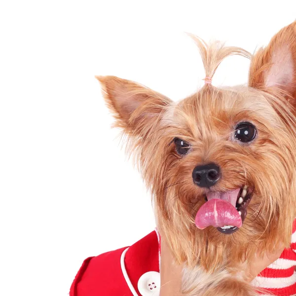 Pequeño yorkshire terrier lindo — Foto de Stock