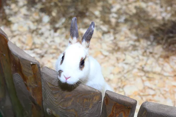 White rabbit — Stock Photo, Image