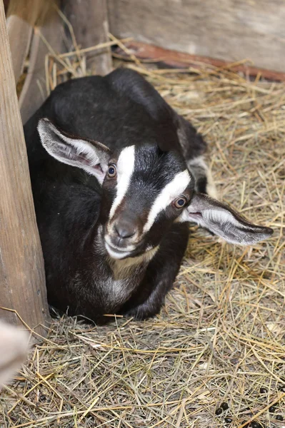 She goat — Stock Photo, Image