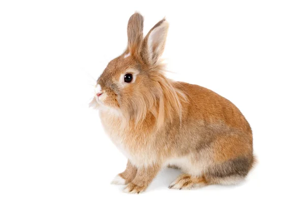 Rabbit — Stock Photo, Image