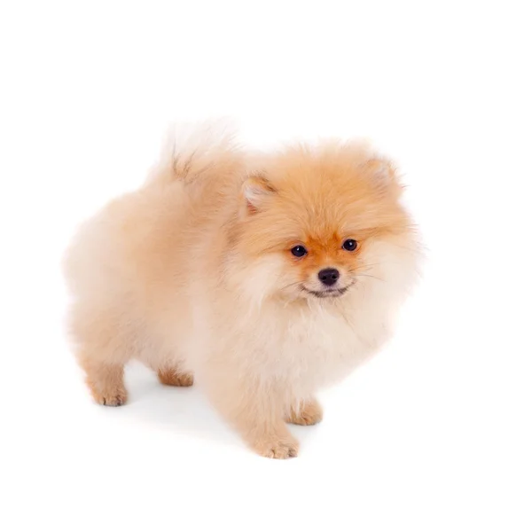 Malý špic pes — Stock fotografie