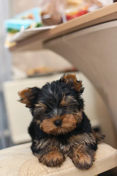 Lille Yorkshire terrier – stockfoto