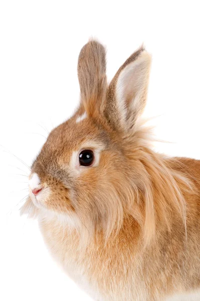 Rabbit — Stock Photo, Image