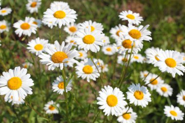 Camomile flowers clipart