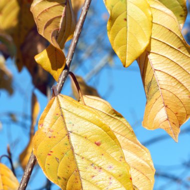 Sarı yapraklar