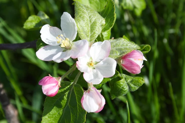 Apple blooming — Stock Photo, Image