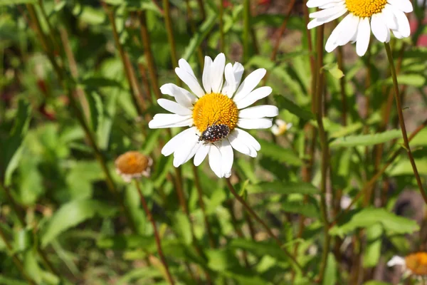 Beetle on the camomile flower — Stock Photo, Image