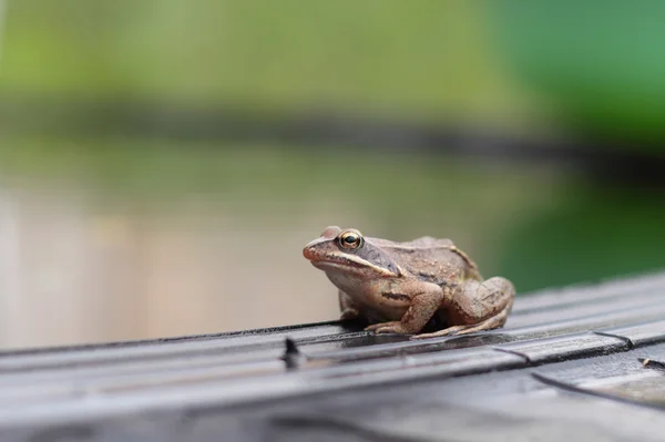 Küçük kurbağa — Stok fotoğraf