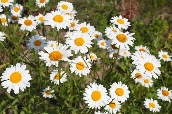 Camomile flowers — Stock Photo, Image