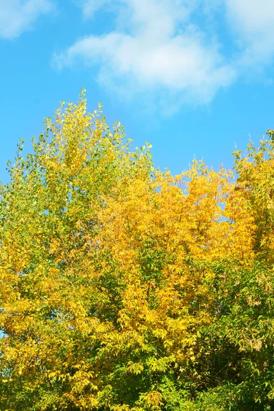 Gele en groene bomen — Stockfoto