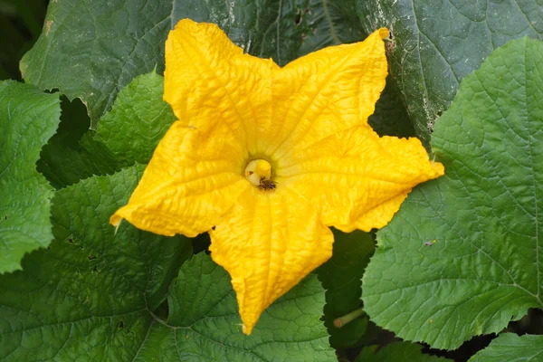 Cucumber flower — Stock Photo, Image