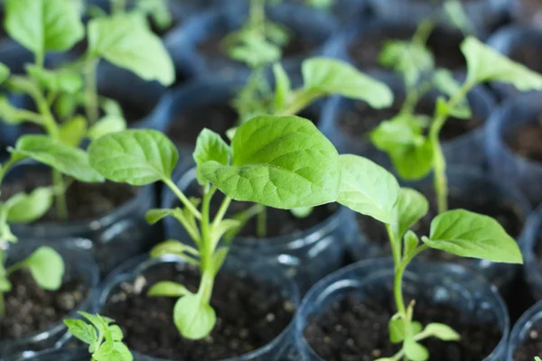 Aaubergine groddar — Stockfoto