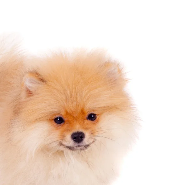 Piccolo cane spitz — Foto Stock