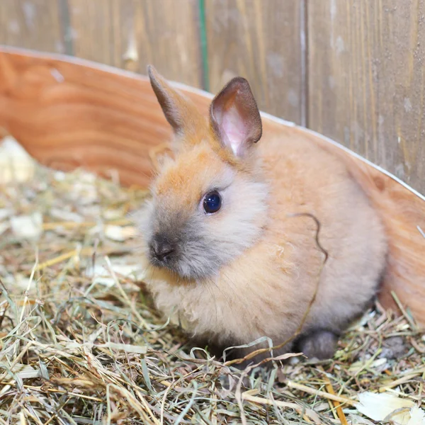 Pequeño conejo — Foto de Stock