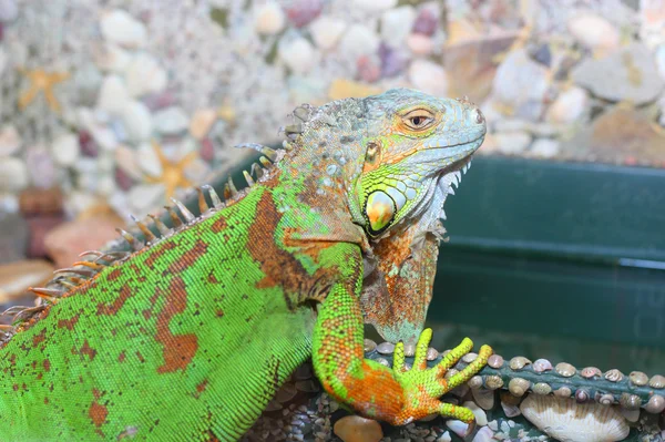 Grande iguana verde — Foto Stock