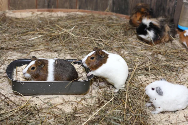 Trochu closeup cavy — Stock fotografie