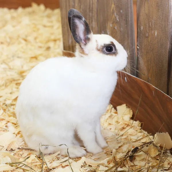 Rabbit — Stock Photo, Image