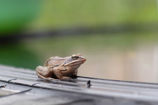 Kleine kikker — Stockfoto