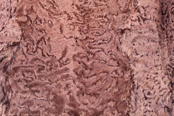 Peles de astrakhan — Fotografia de Stock
