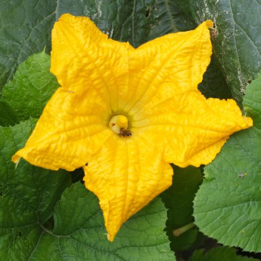 Salatalık çiçeği