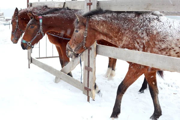 Horses — Stock Photo, Image