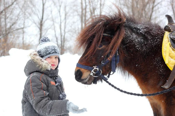 Voeding paard — Stockfoto