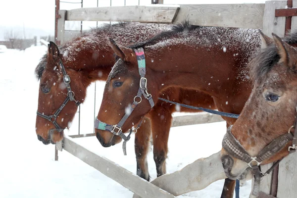 Horses — Stock Photo, Image