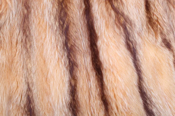 浣熊的外套 — 图库照片