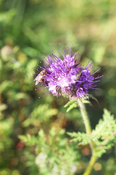 Field flower — Stock Photo, Image