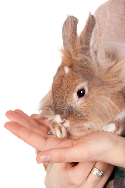 Little rabbit — Stock Photo, Image