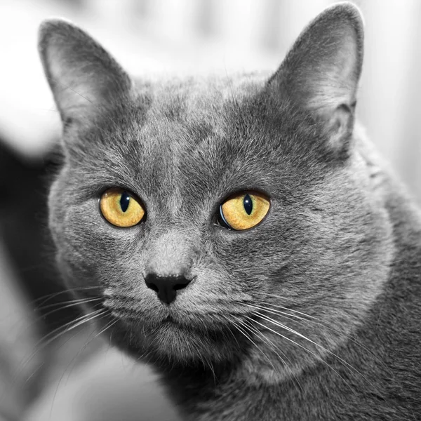 Graue Katze — Stockfoto