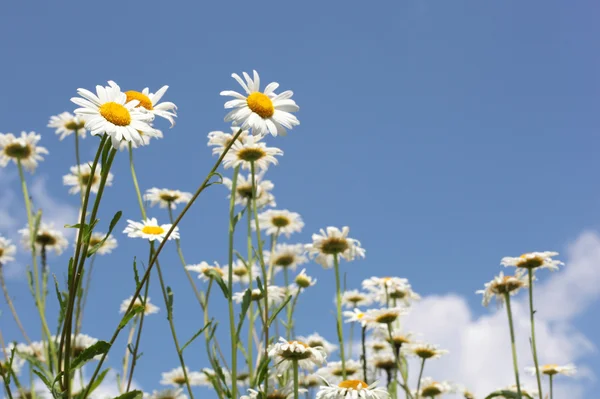 Camomile flowers — Stock Photo, Image