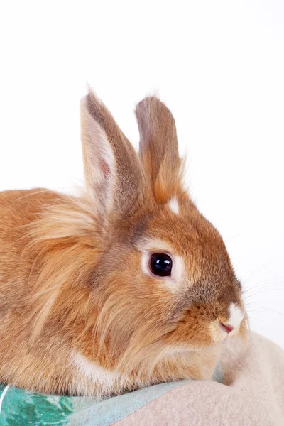 Kleine konijn — Stockfoto