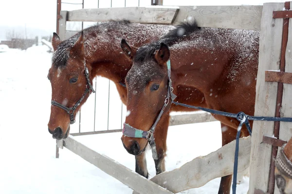 Paarden — Stockfoto