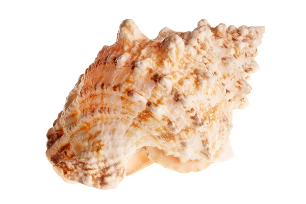 Sea shell — Stock fotografie