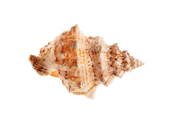 Sea shell — Stock fotografie