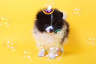 Spitz ve kabarcıklar