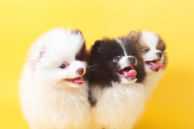 Spitz köpekleri