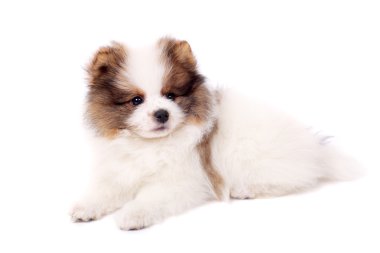 Spitz köpek yavrusu