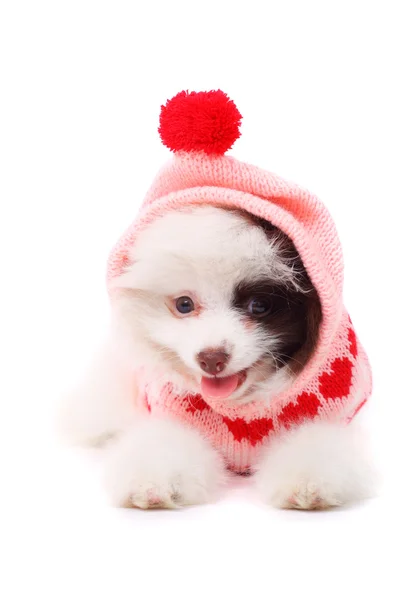 Spitz puppy — Stock Photo, Image