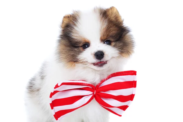 Spitz puppy — Stock Photo, Image
