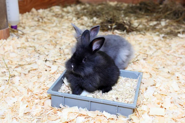 Two little rabbits — Stock Photo, Image