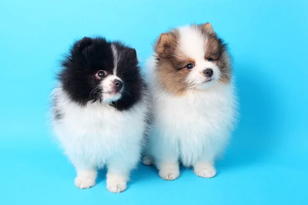 Spitz puppies — Stock Photo, Image
