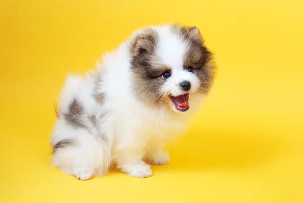 Cucciolo di spitz — Foto Stock