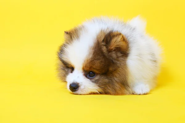 Spitz puppy — Stock Photo, Image