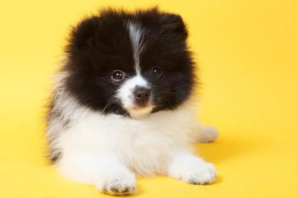 Spitz puppy — Stock Photo, Image