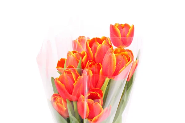 Rote Tulpen — Stockfoto