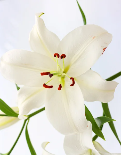 Biała Lily — Zdjęcie stockowe